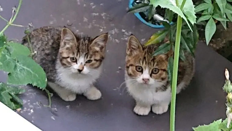 猫を飼うならオス メスどっち 一人暮らしにオススメの性別はこっち 行政書士 副業で猫を幸せにするブログ